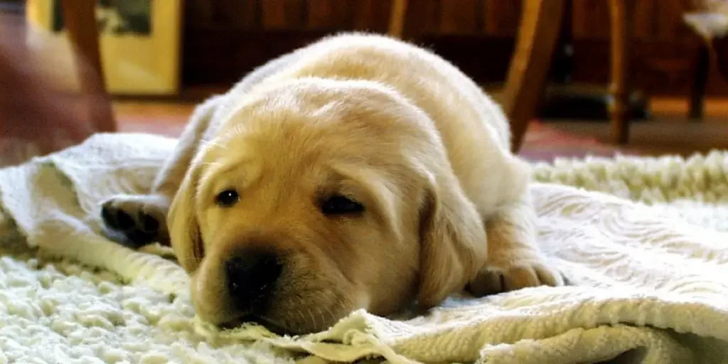 How-To-Easily-Remove-Ingrained-Dog-Hair-From-Your-Rug-2 How-To-Easily-Remove-Ingrained-Dog-Hair-From-Your-Rug
